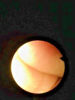 Picture of Olympus CF Type P20S Sigmoidoscope (51218)